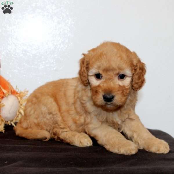 Patrick, Mini Goldendoodle Puppy